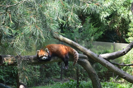 Prospect Park Zoo (16)