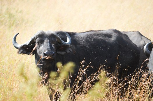 africanbuffalo